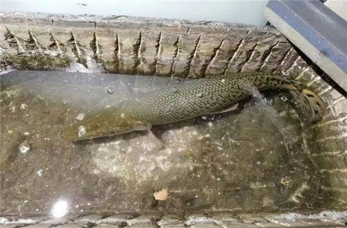 新聞爆料鱷雀鱔視頻大全,驚現水中霸主！鱷雀鱔視頻大全揭秘神秘生物