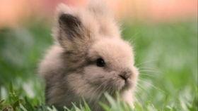 兔子吃瓜拉稀,探究原因及預(yù)防措施