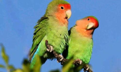頭條最聰明的鸚鵡圖片,最聰明鸚鵡圖片揭秘，智慧鳥類新發現！”