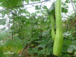 砍瓜怎么吃為好,探索美味新境界