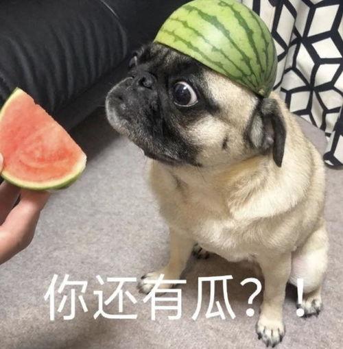 幼崽吃瓜表情包,萌態(tài)十足，笑翻網(wǎng)友