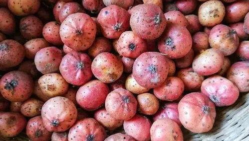 貴州都勻網(wǎng)紅小桃子圖片,貴州田園風(fēng)光中的甜蜜誘惑