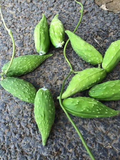 孕婦可以吃瓜毛果嗎,孕婦適量食用瓜毛果的益處與注意事項(xiàng)