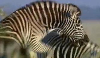 斑馬打一明星,揭秘明星背后的斑馬印記