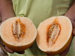 為什么每天吃甜蜜瓜,揭秘日常飲食中的天然甜蜜秘密