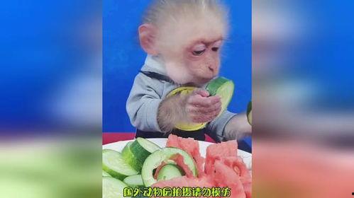 猴哥帶你吃瓜,解鎖美食新體驗